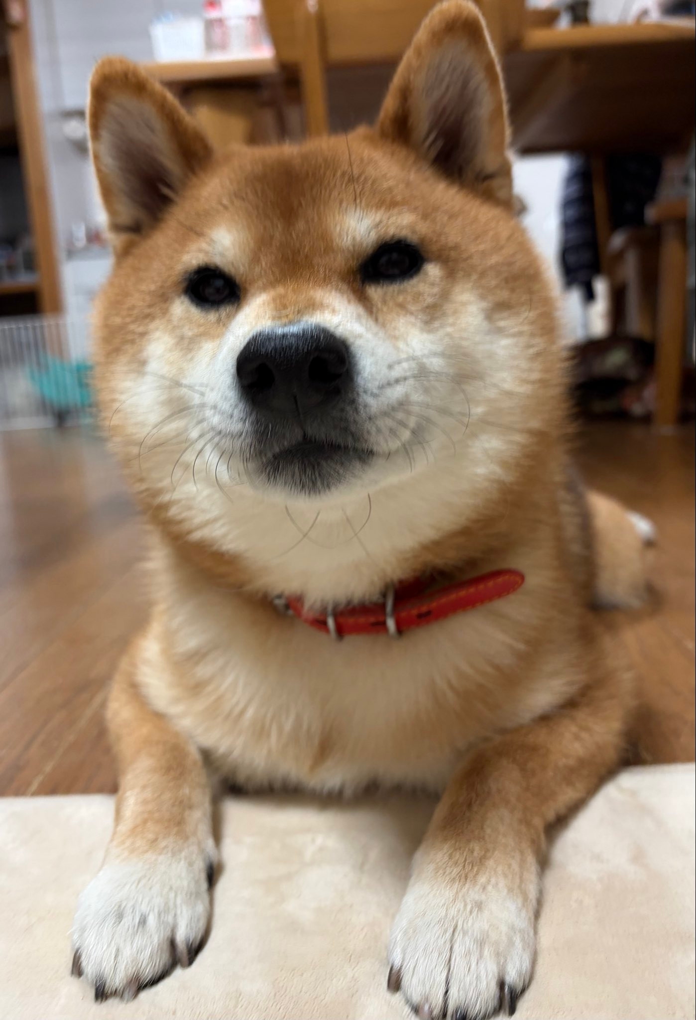 仙次郎くん / tora&senjiroさんのXアカウント（@etnOFyWNlBQUcx1）より