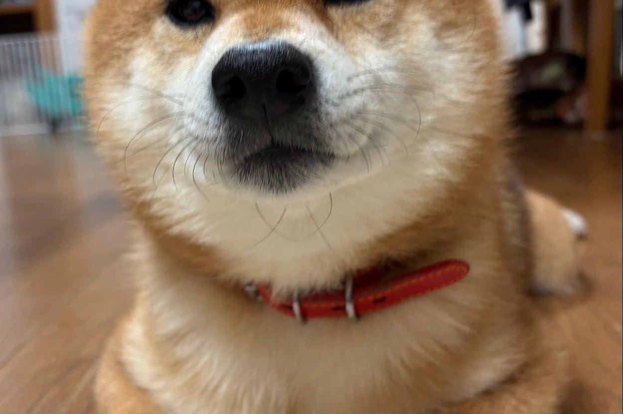 仙次郎くん / tora&senjiroさんのXアカウント（@etnOFyWNlBQUcx1）より