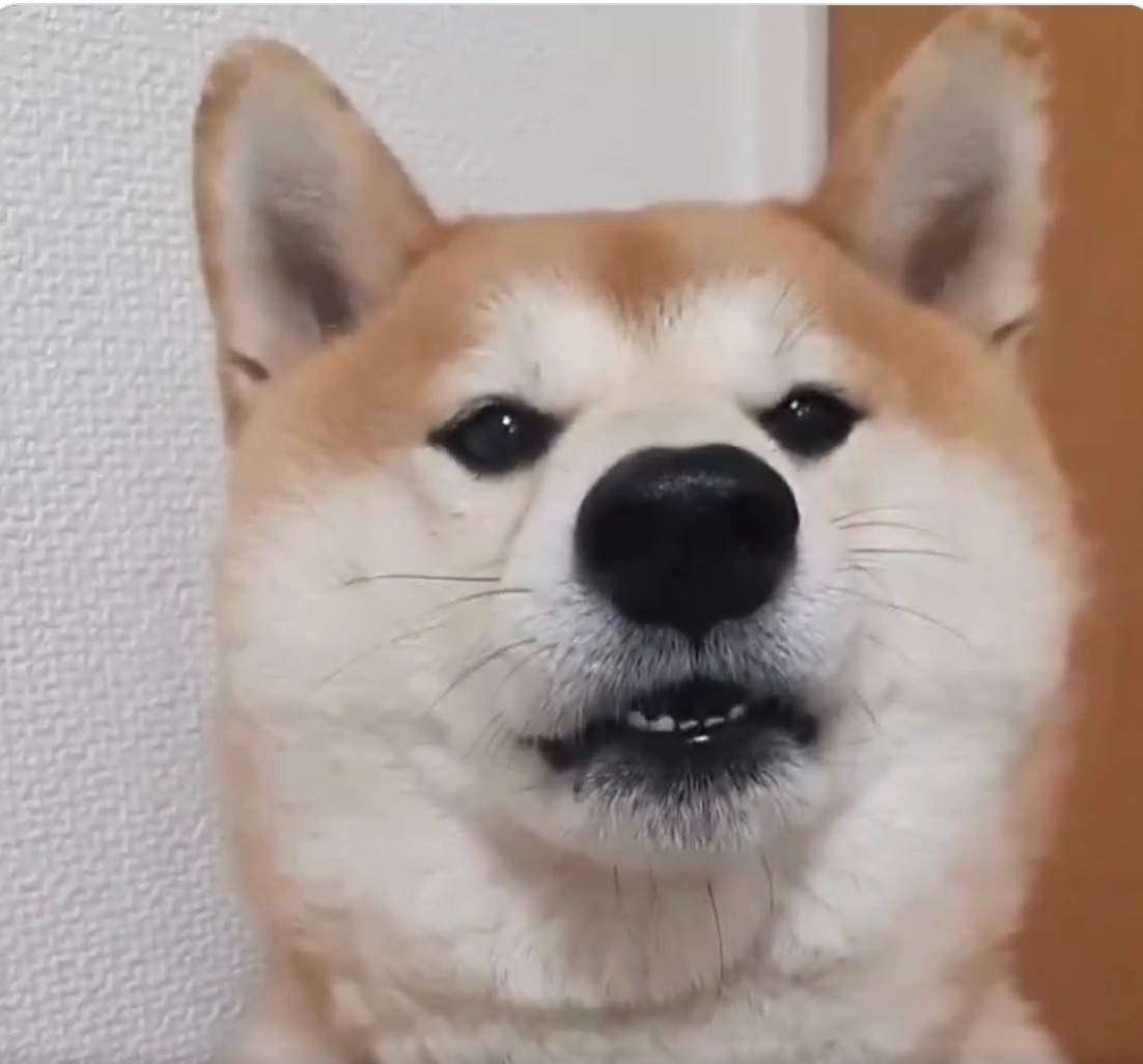 茶々丸くん／飼い主さんのX（@pekotaro930）より