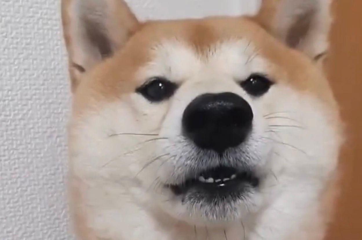 茶々丸くん／飼い主さんのX（@pekotaro930）より