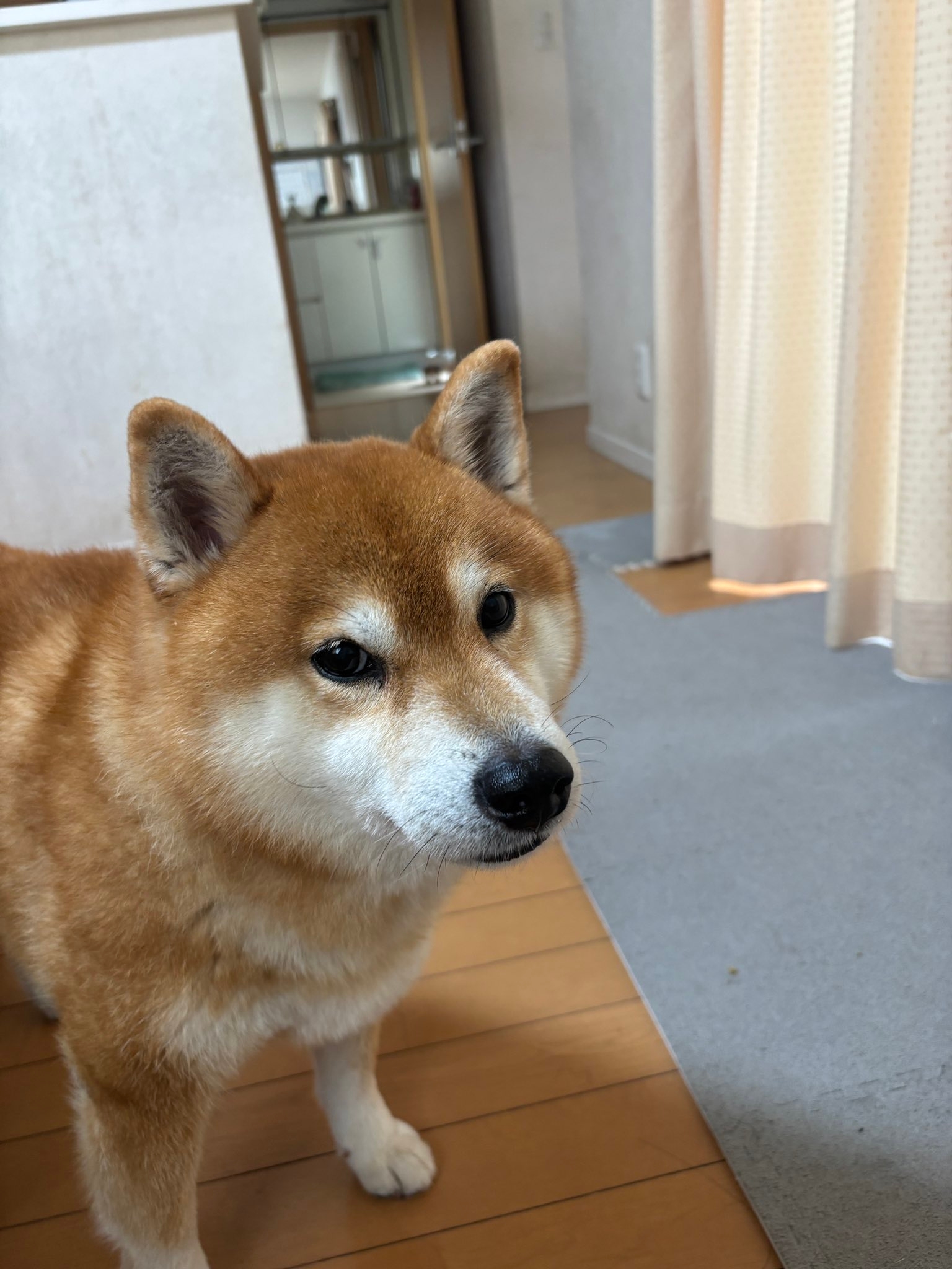 柴犬の小太郎くん / 飼い主さん（@kotaro_chang）のXより