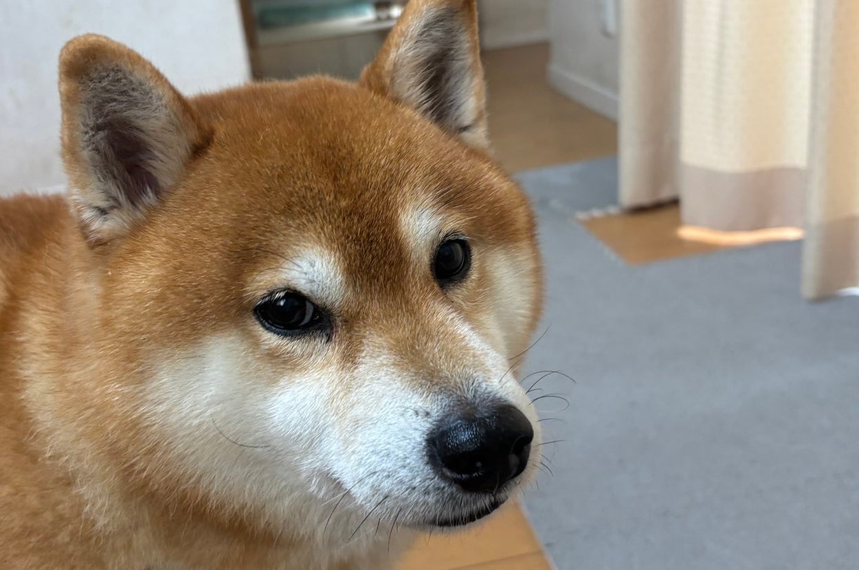 柴犬の小太郎くん / 飼い主さん（@kotaro_chang）のXより