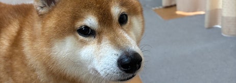 柴犬の小太郎くん / 飼い主さん（@kotaro_chang）のXより