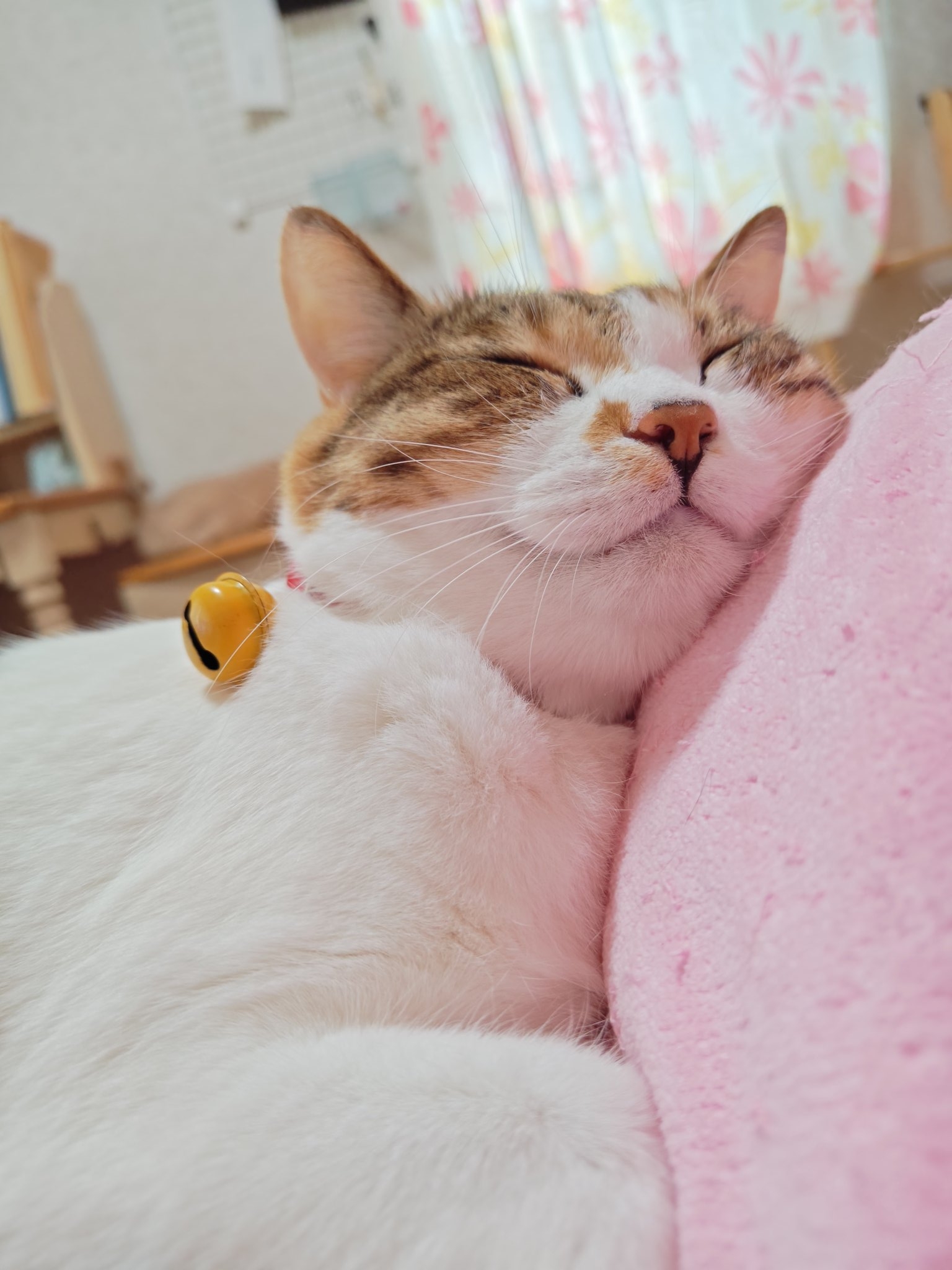 テンちゃん / nyaokoさんのXアカウント（@happynyaoko）より