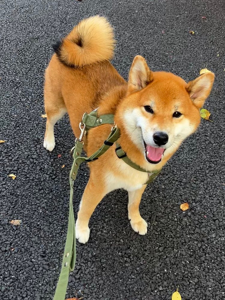 普段のこんくん / 飼い主さんのXアカウント（@mikan1578）より