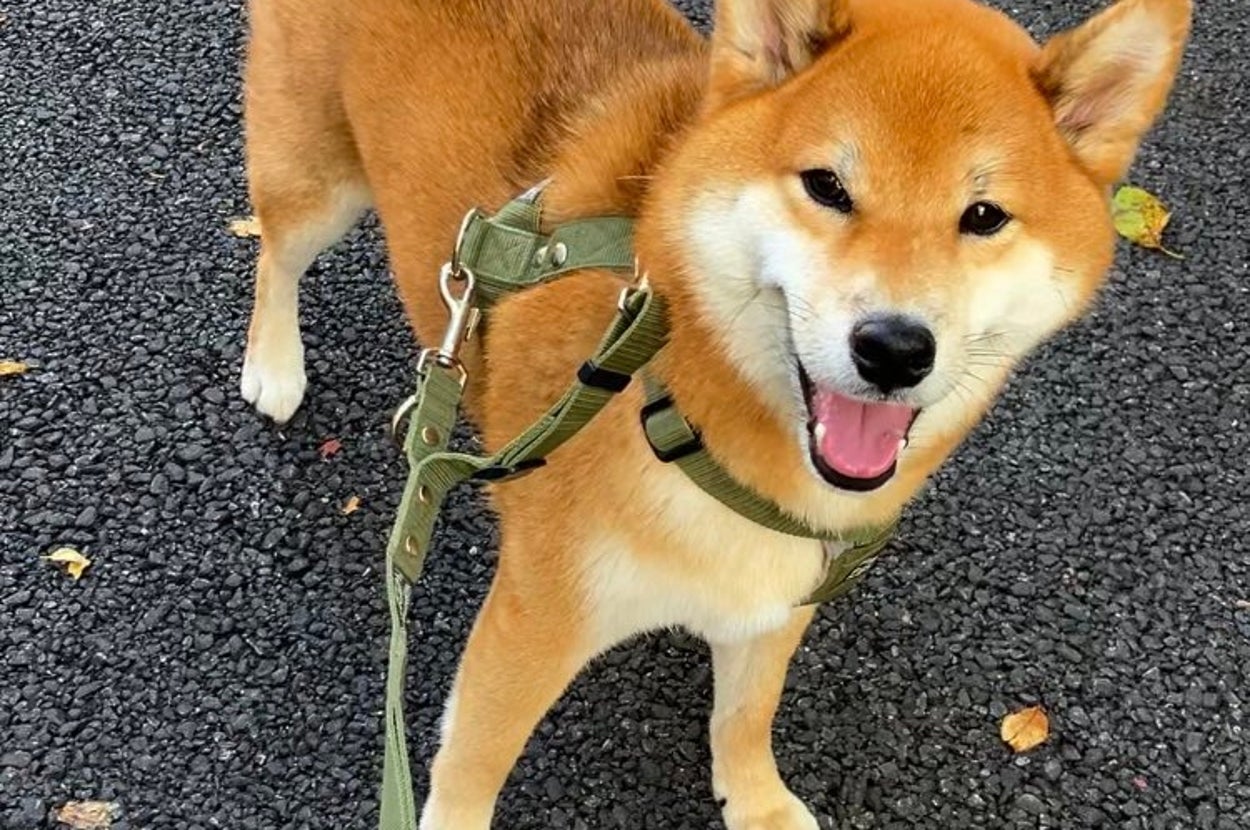 普段のこんくん / 飼い主さんのXアカウント（@mikan1578）より