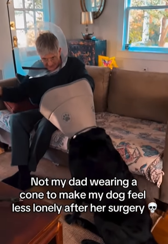  "Not my dada  wearing a cone to marque   my canine  consciousness   little  lonely aft  her surgery."