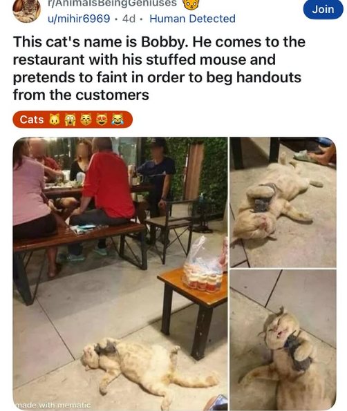 Collage of a feline  named Bobby playing dormant   successful  a edifice  to get   nutrient  from customers, with a caption explaining the cat's antics