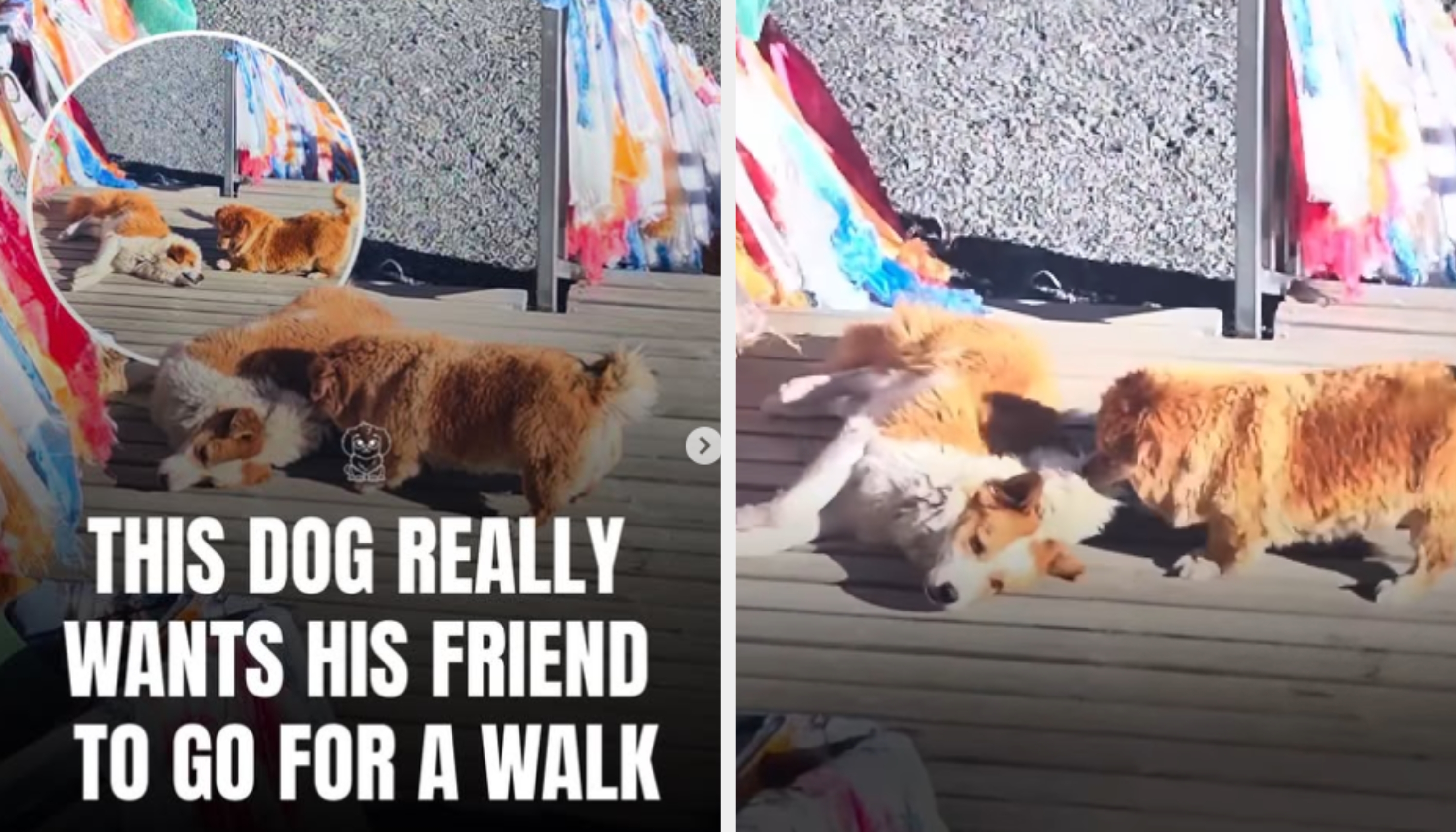 A fluffy canine  playfully nudges different  canine  connected  a deck; ample  substance   reads, "This canine  truly  wants his person  to spell  for a walk."