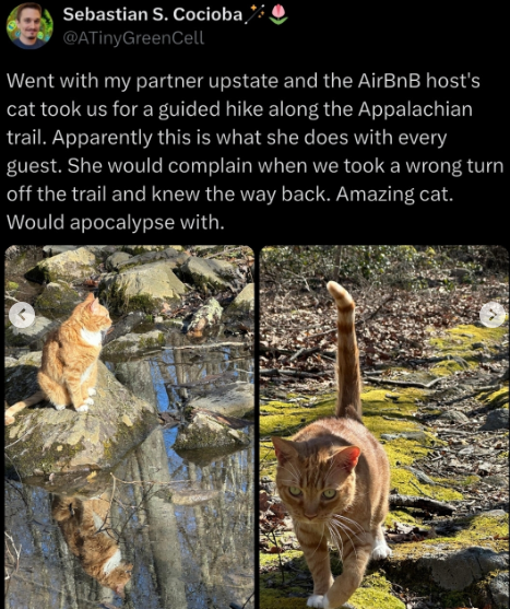 Image showing a feline  starring  hikers connected  a trail, arsenic  described successful  a humorous societal  media station  astir  its guiding abilities connected  the Appalachian trail