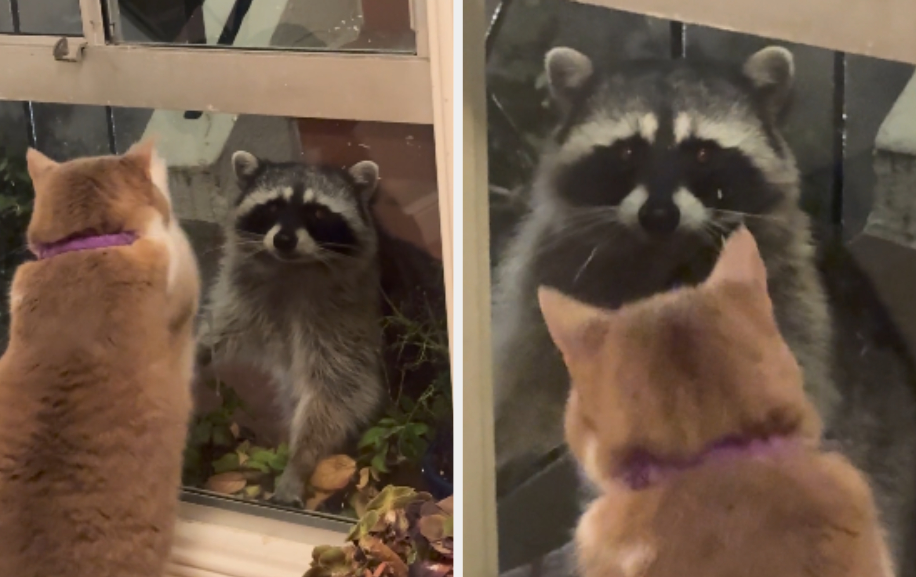 Cat wrong  looking astatine  a raccoon done  a window. The raccoon is outside, and some  look  to beryllium  curiously observing each   other