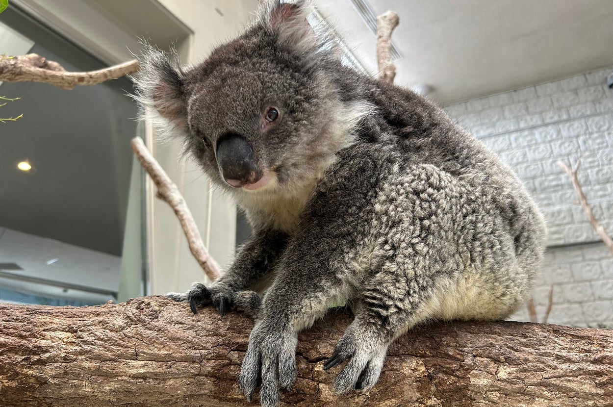 飼育しているコアラの一匹、のぞみちゃん　/　淡路ファームパーク イングランドの丘のXアカウント（@englandhill_zoo）より