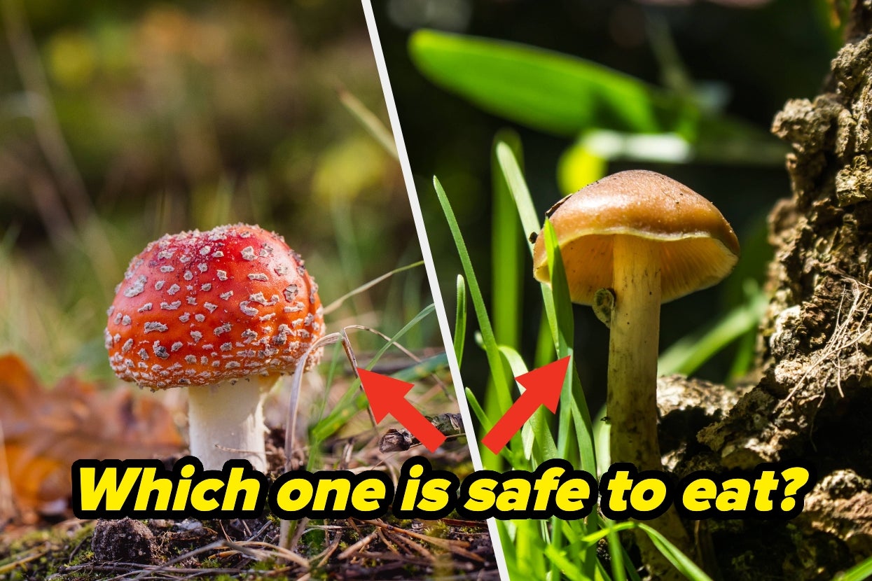 Very Few People Know What’s Actually Safe To Eat In The Wild — Let’s See If You're One Of Them