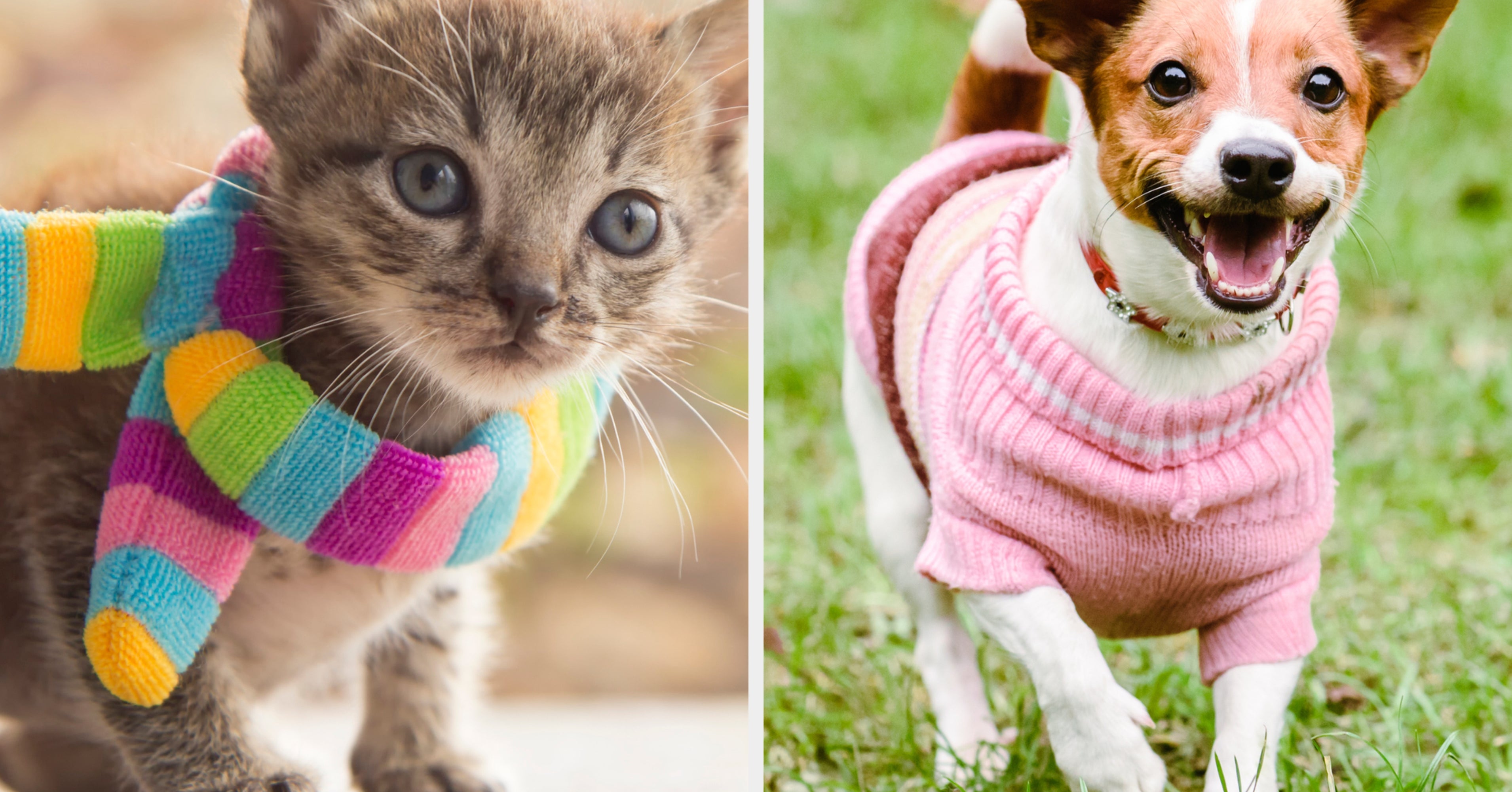 It's National Dress Up Your Pet Day, so you know what to do — comment a photo of your stylish pets!