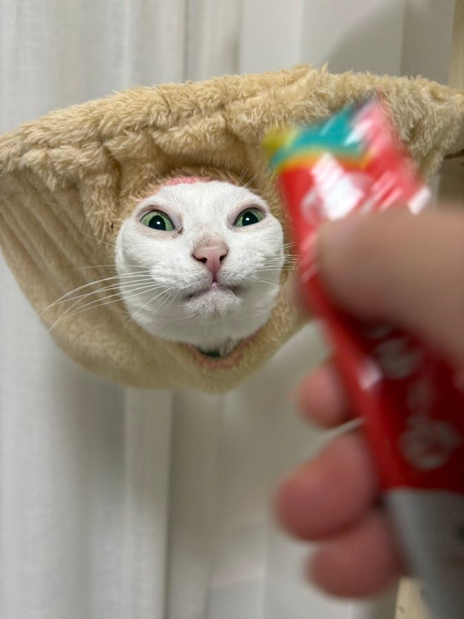 猫がキャットタワーから顔を出している様子。手前におやつを持つ手が伸びている。