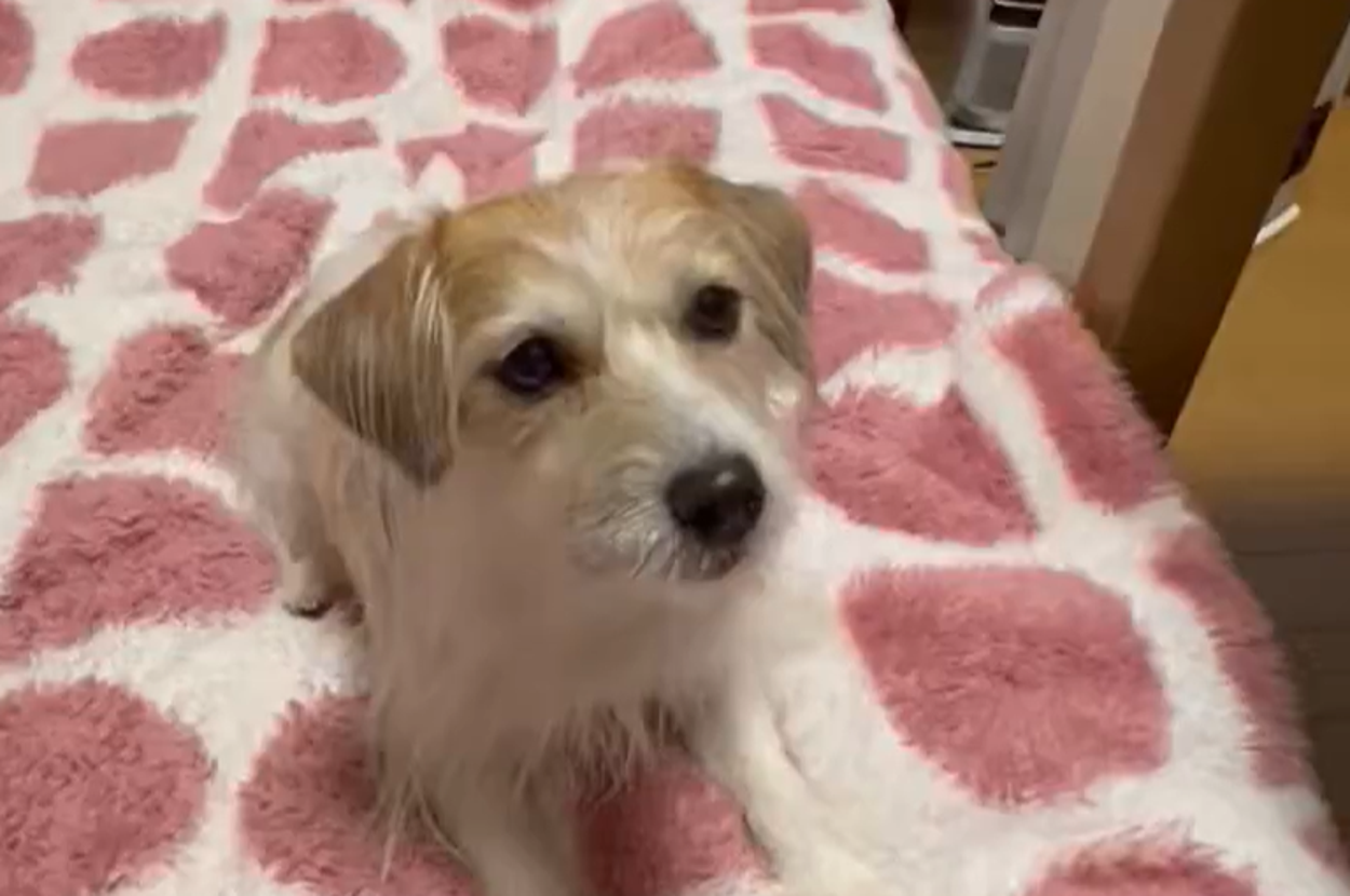 上目遣いのレネちゃん / いちりんさんのXアカウント（@9VF57JsjG4aOmPI）より