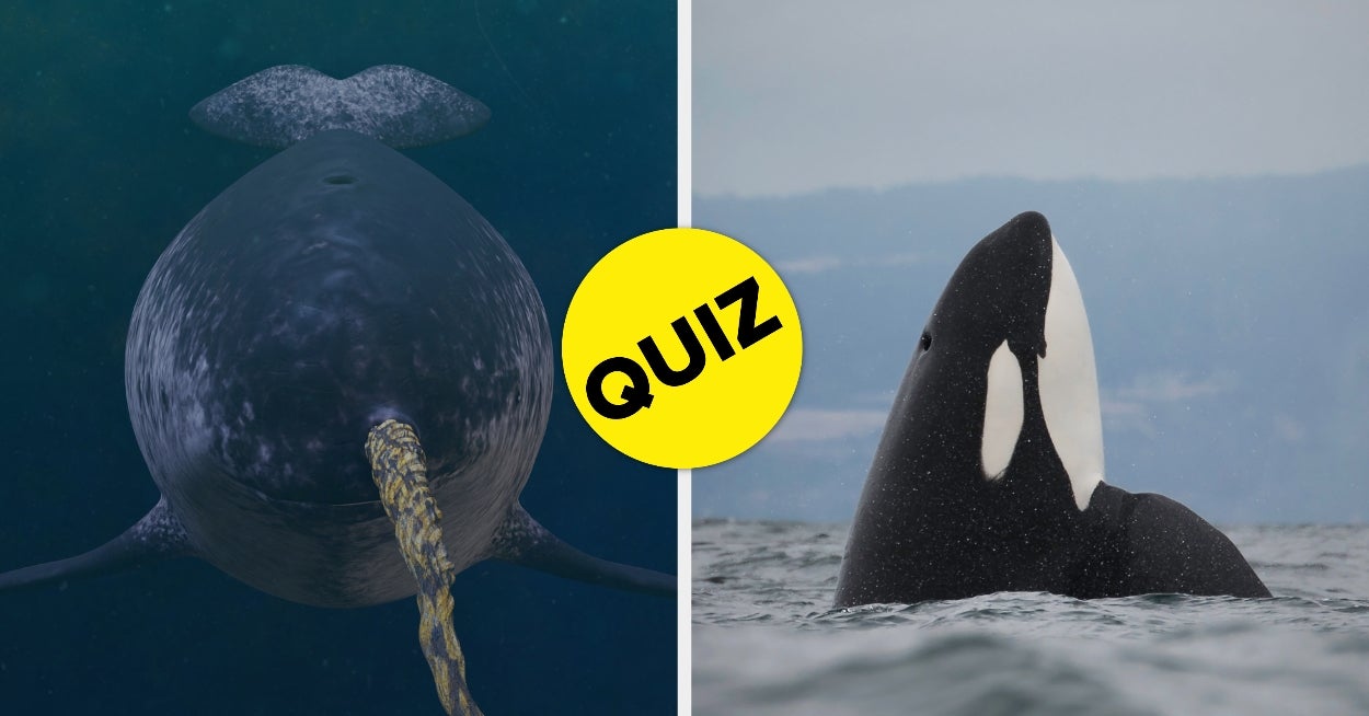 Whale, Whale, Whale, Who Do We Have Here? (Yes, We're Determining Your Inner Whale)