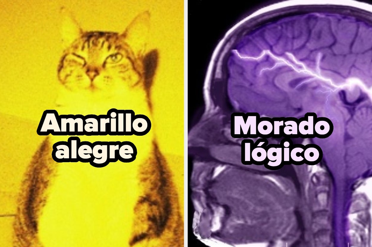 Gato con expresión seria y fondo amarillo junto a escáner cerebral en tonos morados. Texto que dice "Amarillo alegre" y "Morado lógico"