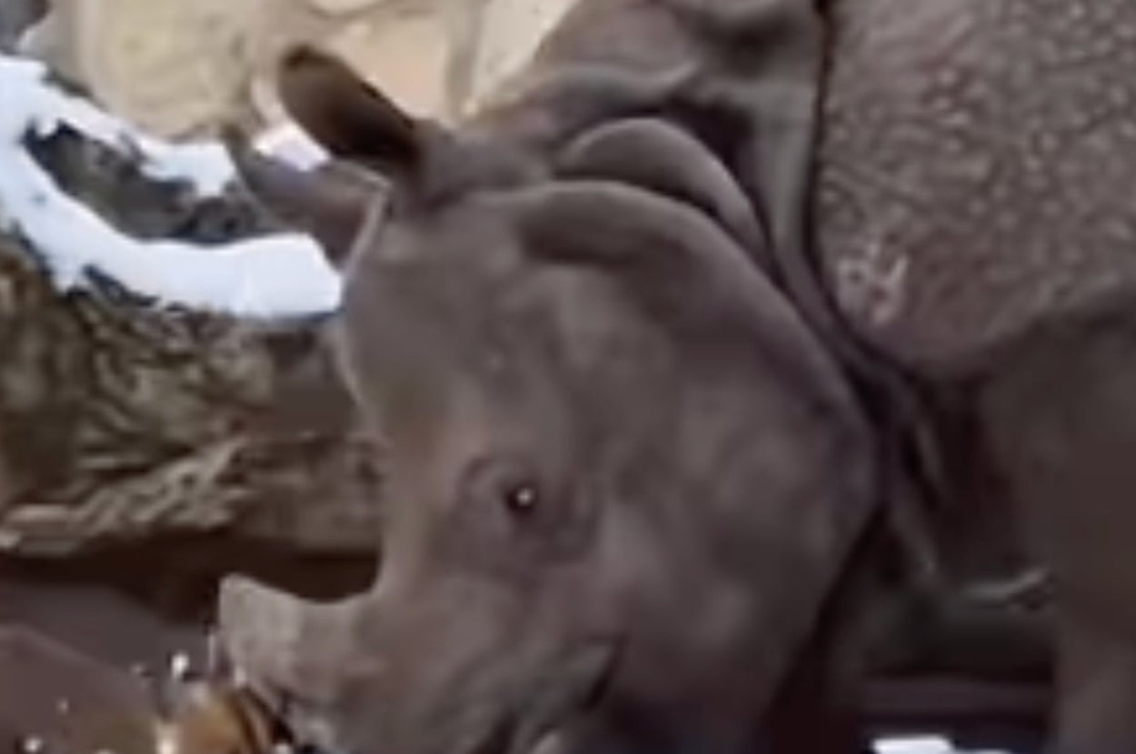 雪のある囲いの中で、サイが1頭の動物と一緒に歩いている。