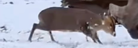 雪のある囲いの中で、サイが1頭の動物と一緒に歩いている。