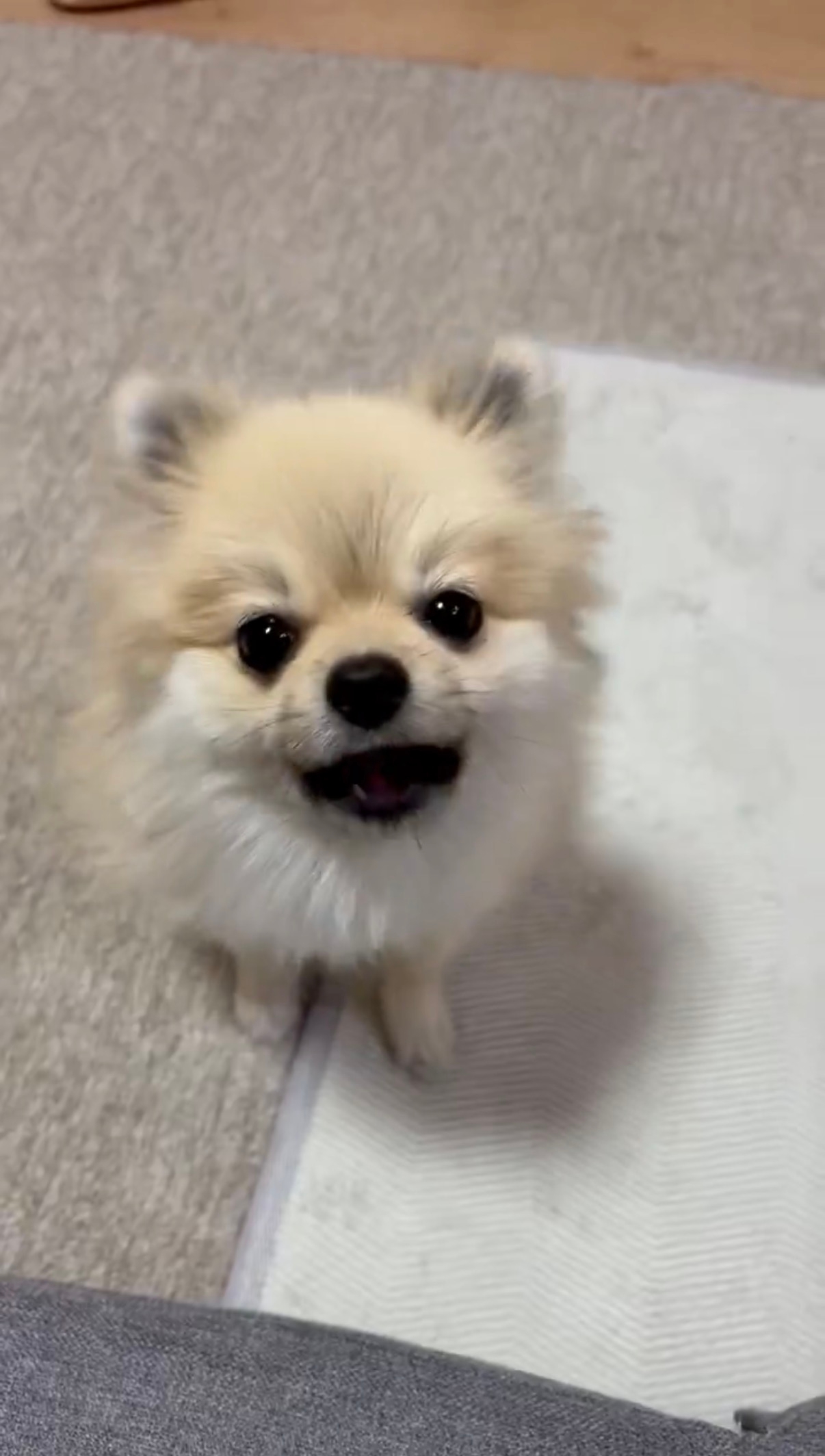 飼い主さんを見上げるむぎくん /あさぽんさんのXアカウント（@asaponta_9）より