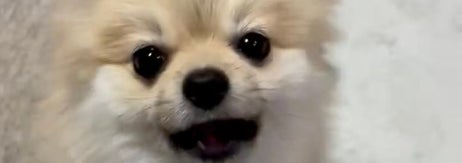 飼い主さんを見上げるむぎくん /あさぽんさんのXアカウント（@asaponta_9）より