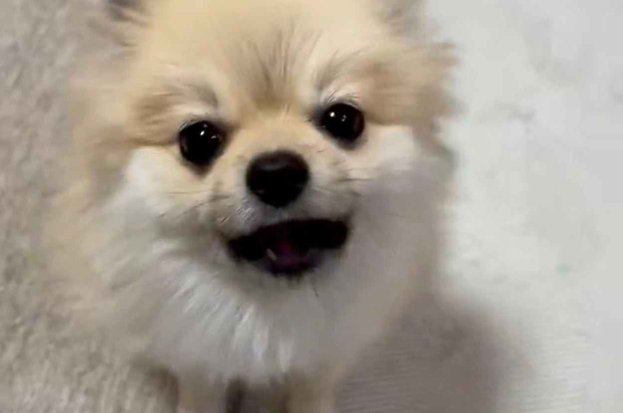 飼い主さんを見上げるむぎくん /あさぽんさんのXアカウント（@asaponta_9）より