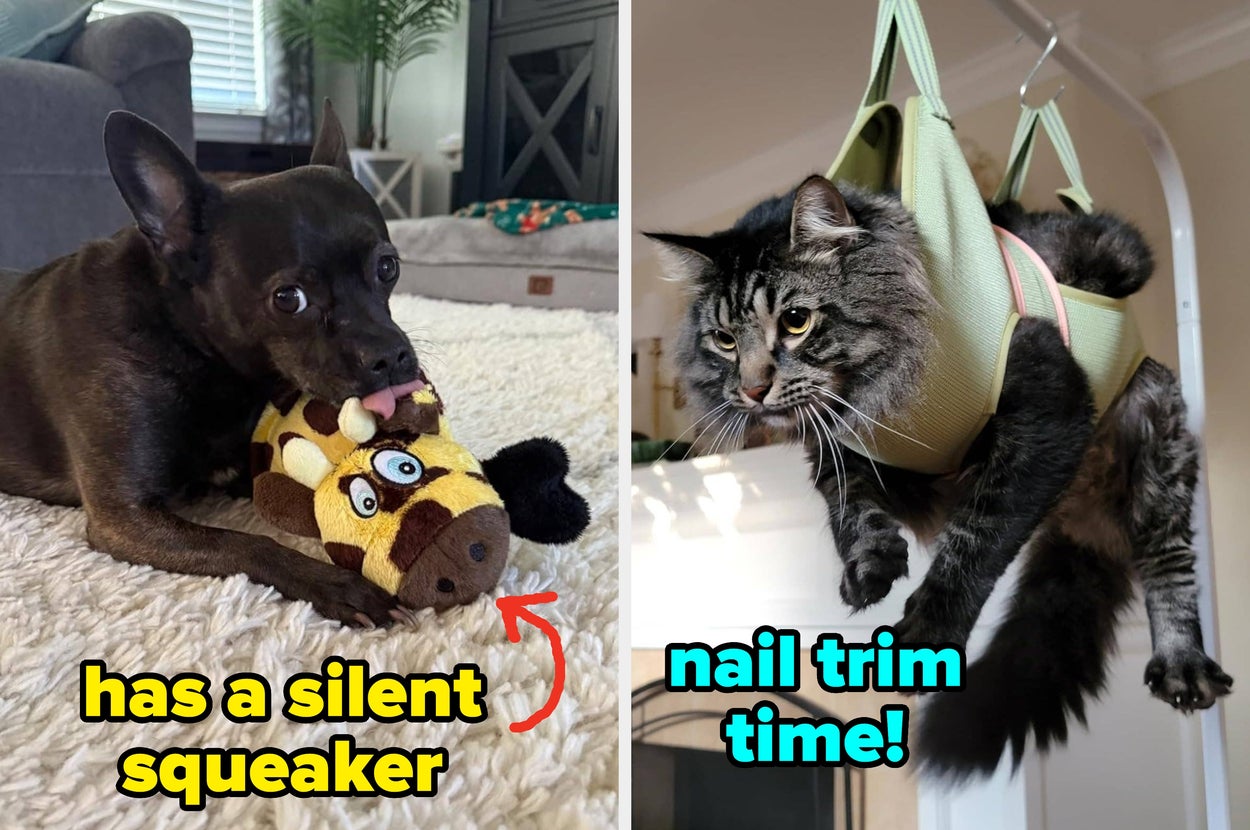 Dog chews on toy with silent squeaker. Cat is in a hanging hammock to get their nails trimmed.