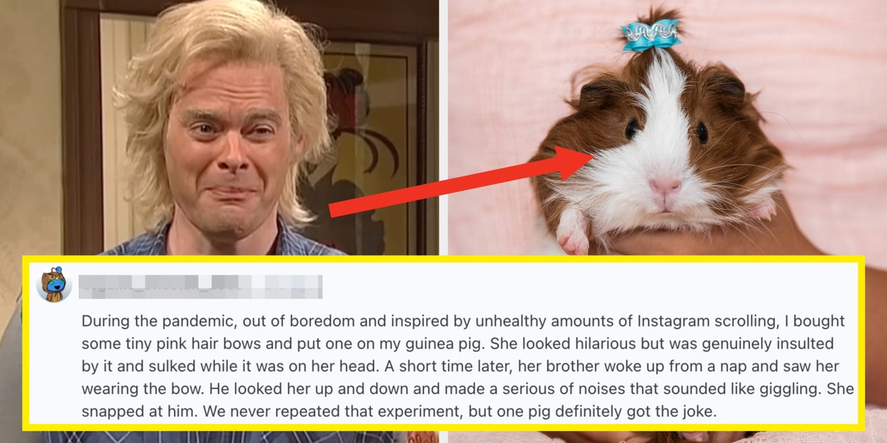 "I Laughed SO HARD I Couldn’t Even Be Mad": 23 Pet Stories That Prove Animals Have A Sense Of Humor, And Don't Need Words To Make Fun Of Their Owners