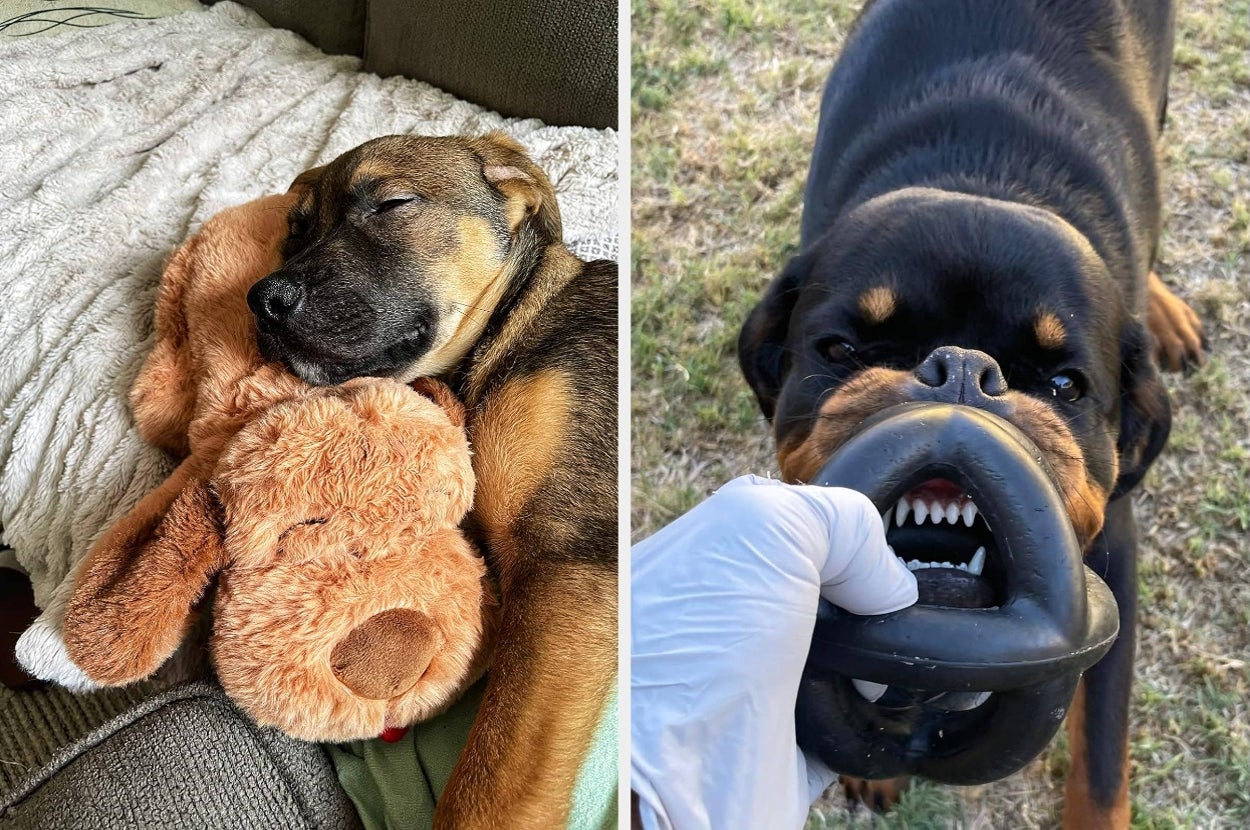 Left: Puppy sleeps on a plush toy on a couch. Right: Dog playfully holds a black rubber toy while being held by a gloved hand