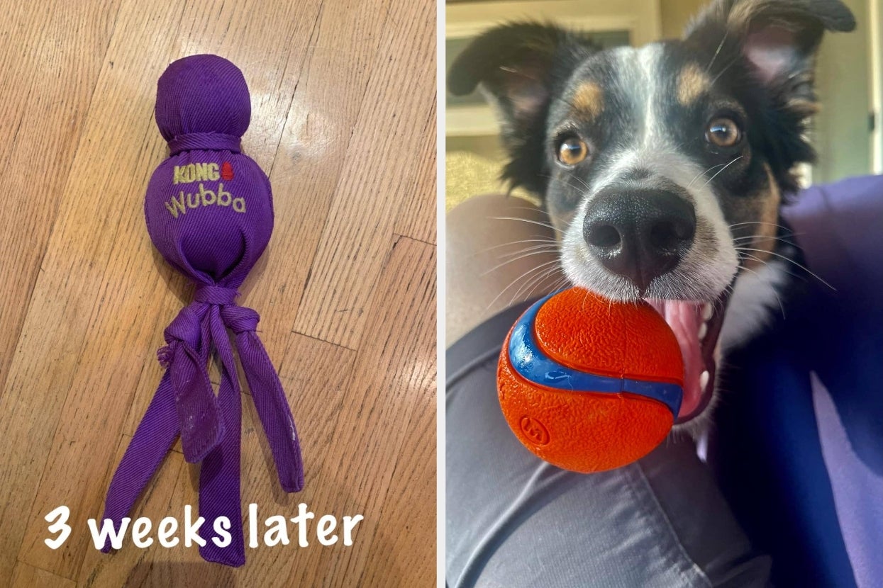 28 Durable Pet Products If Your Dog Is A Certified Chewer