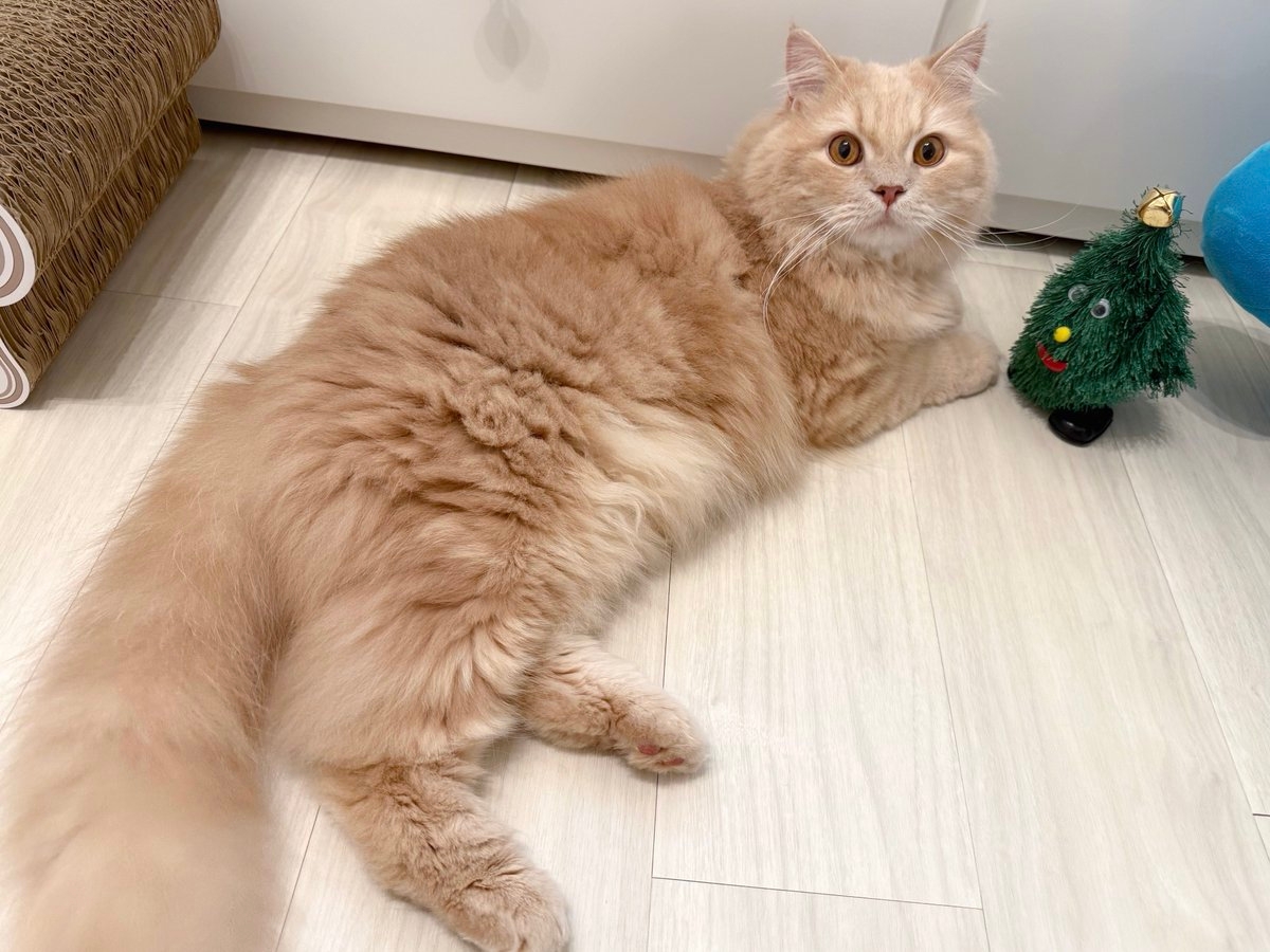 つきみくん／飼い主さんのX（@____tukimineko）より