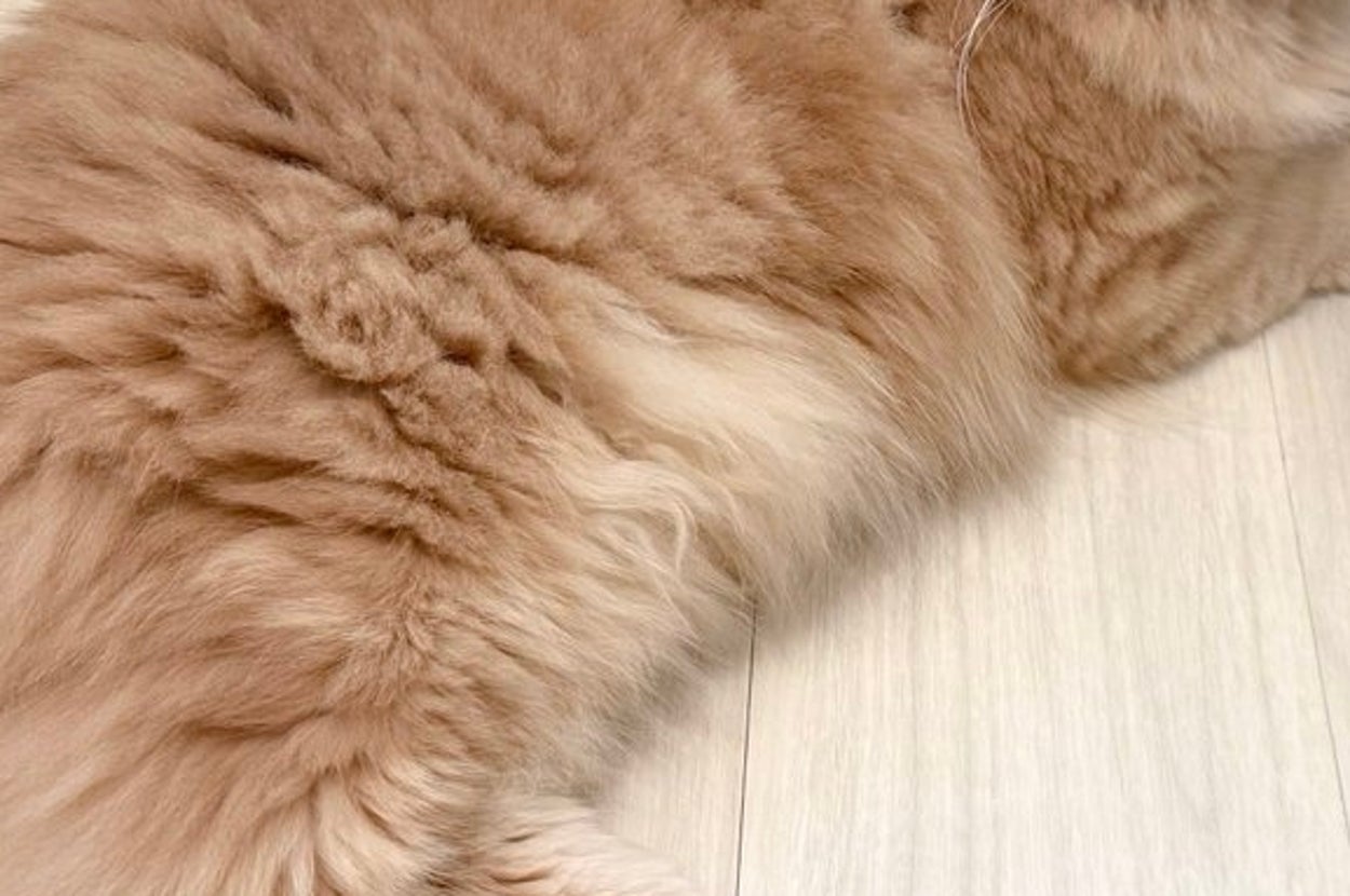 つきみくん／飼い主さんのX（@____tukimineko）より