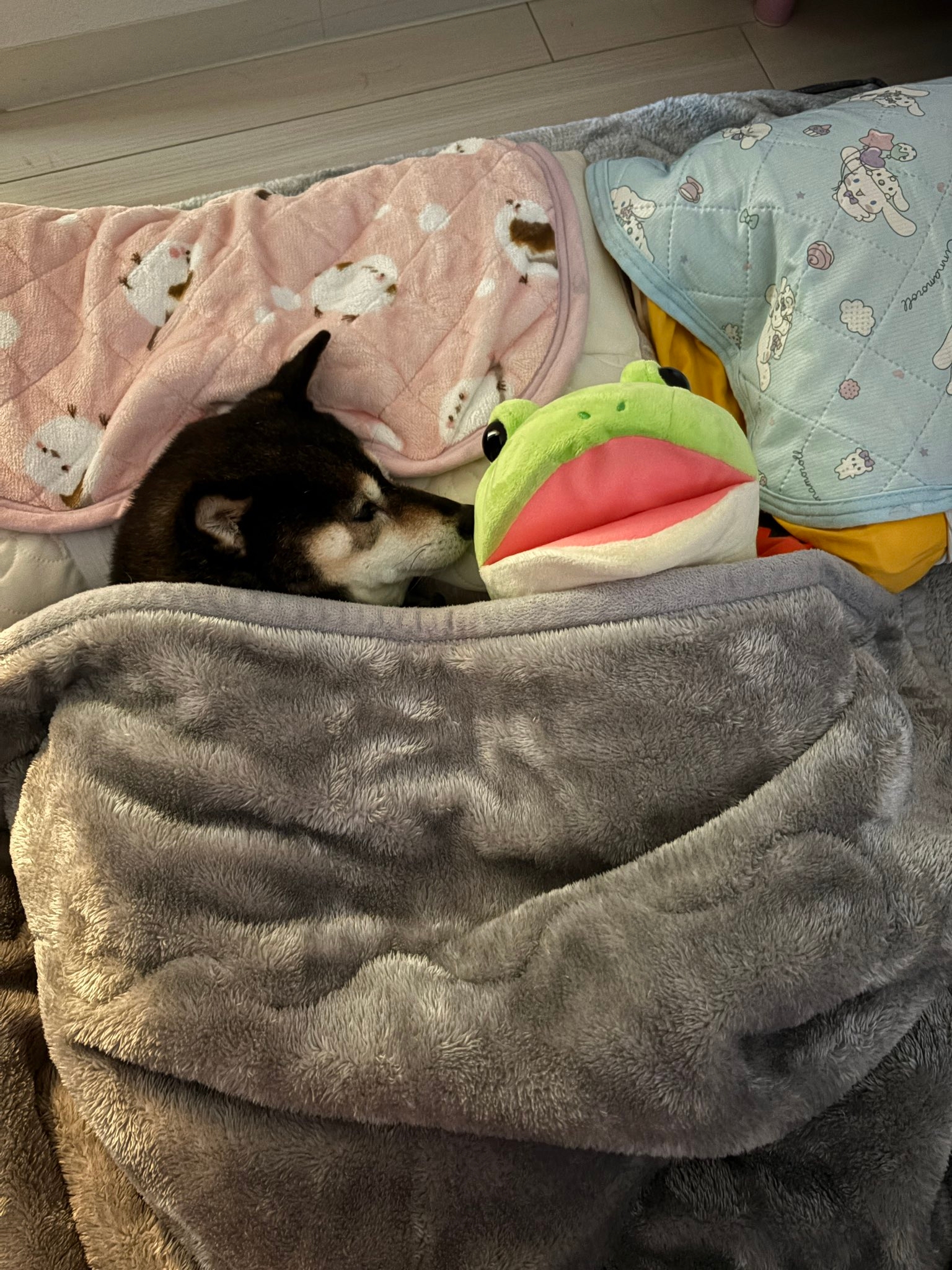カエルさんのぬいぐるみと眠る黒柴「あずき」ちゃん（あず花｜おかーぽんさんのXアカウント）