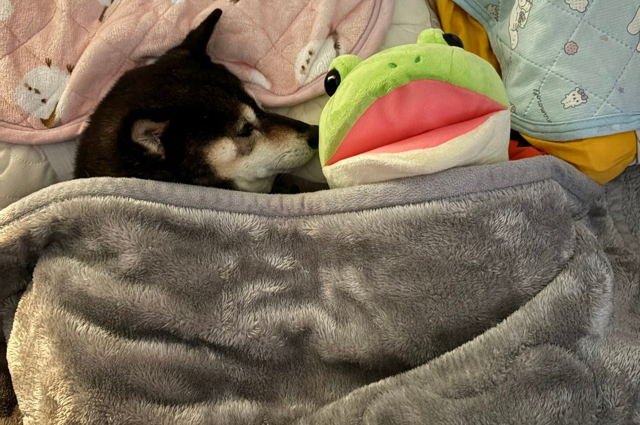 カエルさんのぬいぐるみと眠る黒柴「あずき」ちゃん（あず花｜おかーぽんさんのXアカウント）