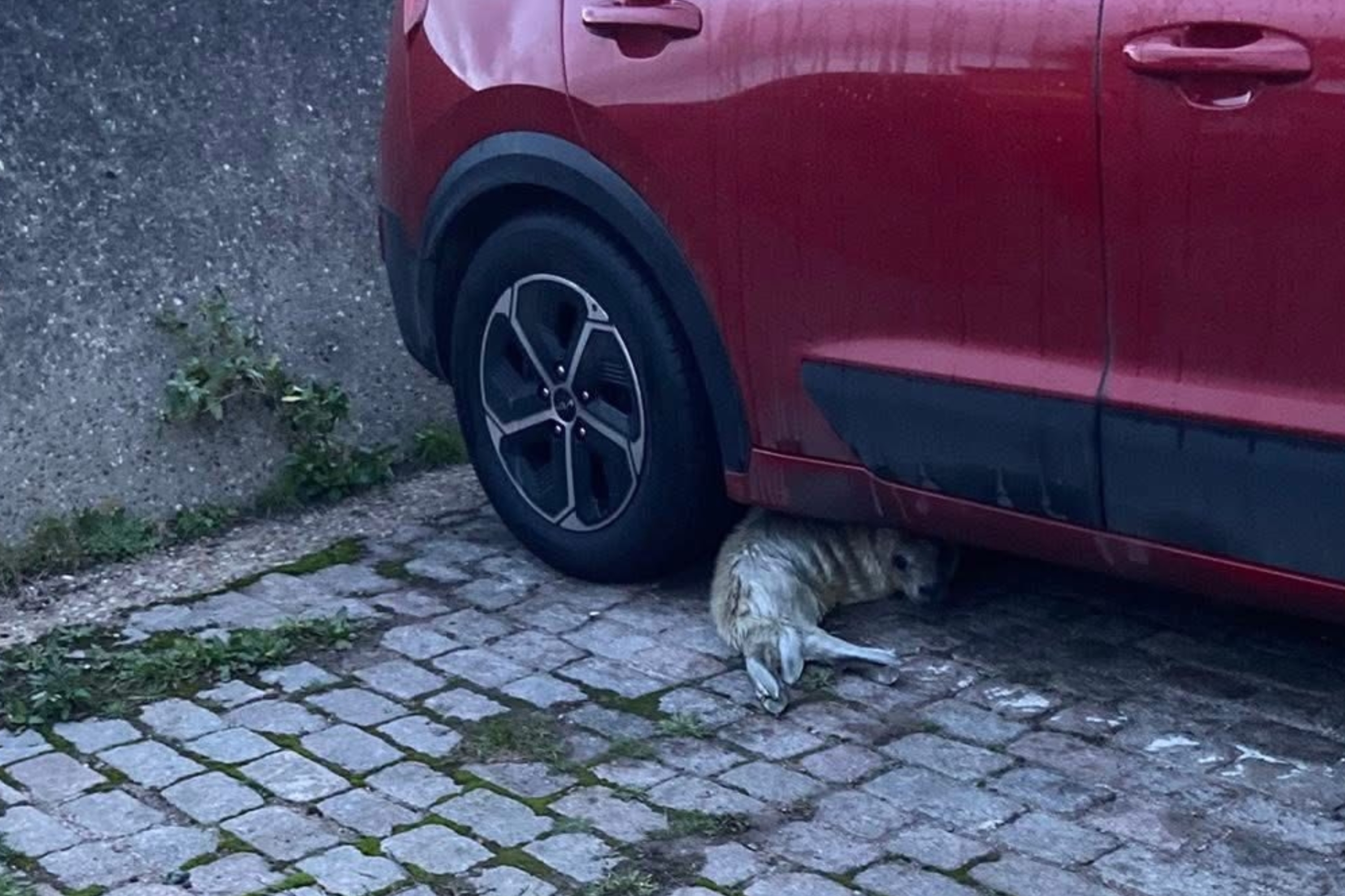 車の下で安全にくつろぐ猫。舗装された駐車場の風景。