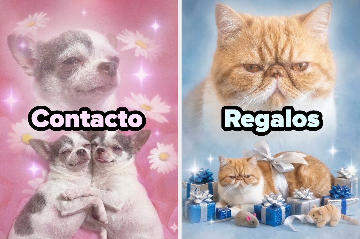 Imagen dividida: a la izquierda, dos chihuahuas se abrazan bajo la palabra "Contacto"; a la derecha, gato rodeado de regalos con "Regalos"