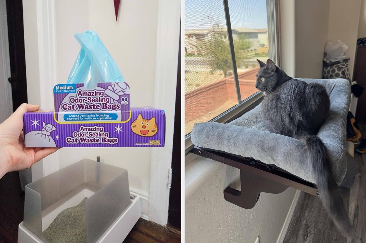 Cat waste bags and a gray cat lounging on a window perch