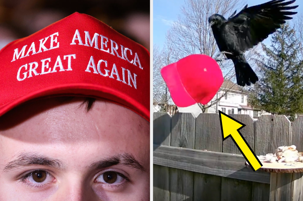 Close-up of a red "Make America Great Again" hat worn by a person; a crow picks up a similar hat from a fence with a yellow arrow pointing to it