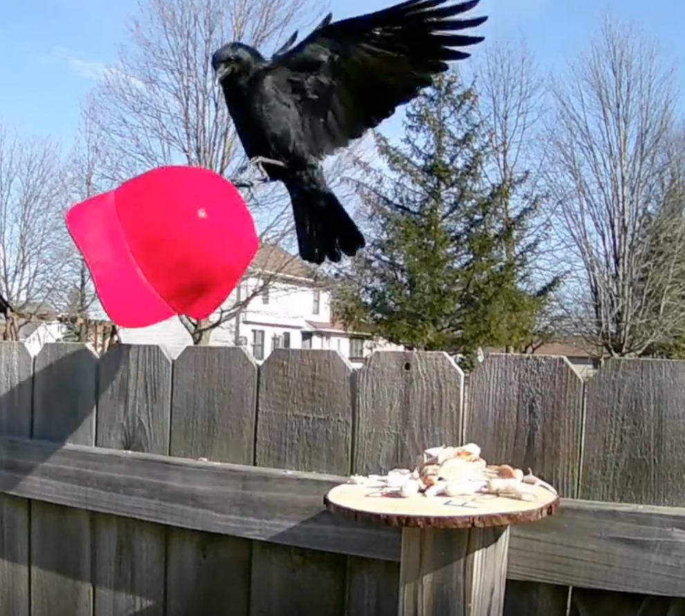 Man Trains Crows How To Target MAGA Hats