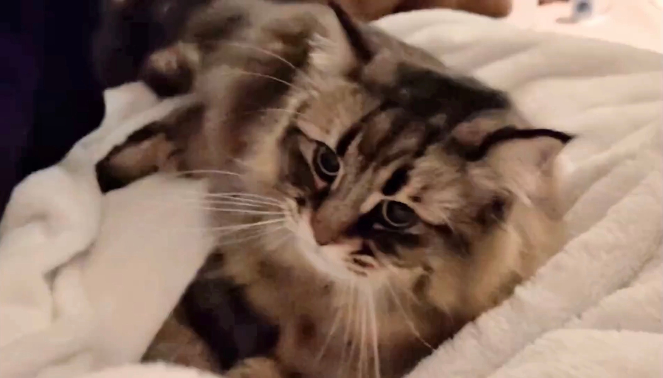 寝そべってフミフミするヤマネコくん / ヤマネコさんのXアカウント（@ymnc_rf）より