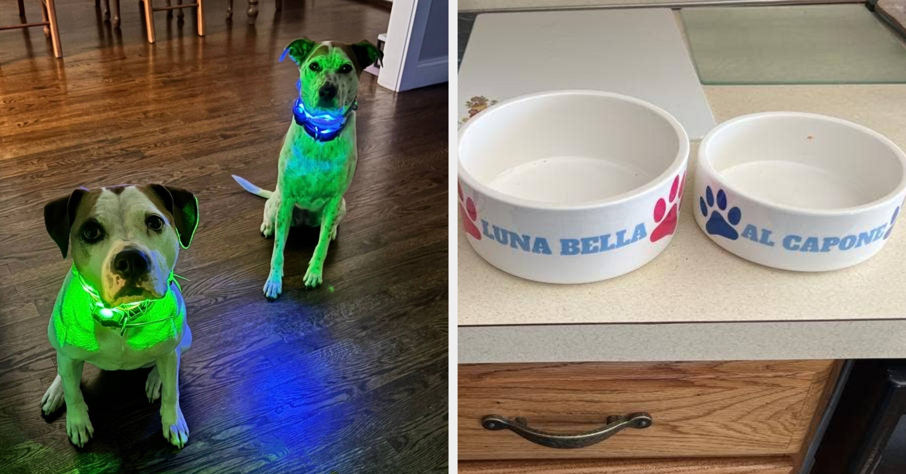 If You've Got At Least Two Dogs Running Around Your Home, Check Out These 30 Useful Chewy Products