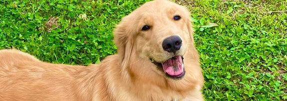 れも吉ちゃん / ゴールデンれも吉と3にゃんずさんのXアカウント（@Lemochimame__s）より