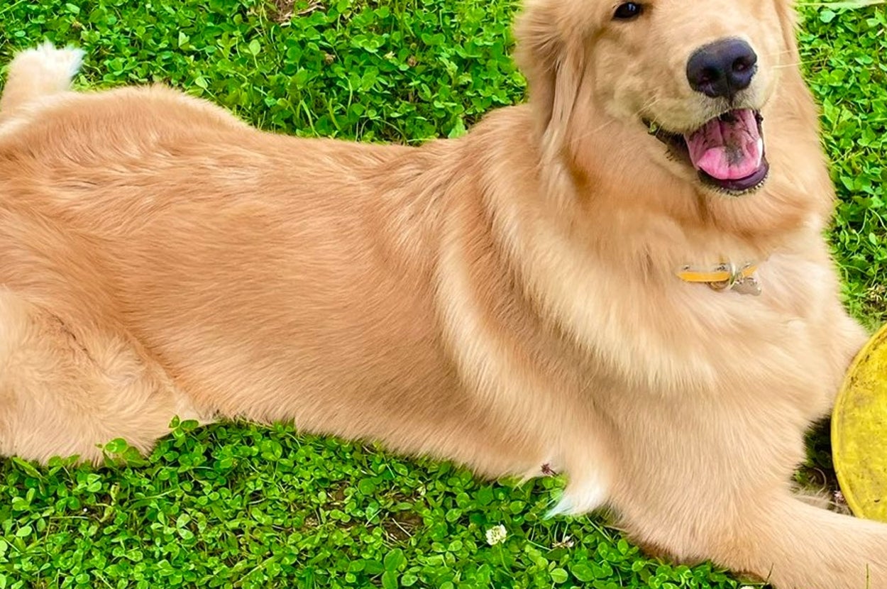 れも吉ちゃん / ゴールデンれも吉と3にゃんずさんのXアカウント（@Lemochimame__s）より