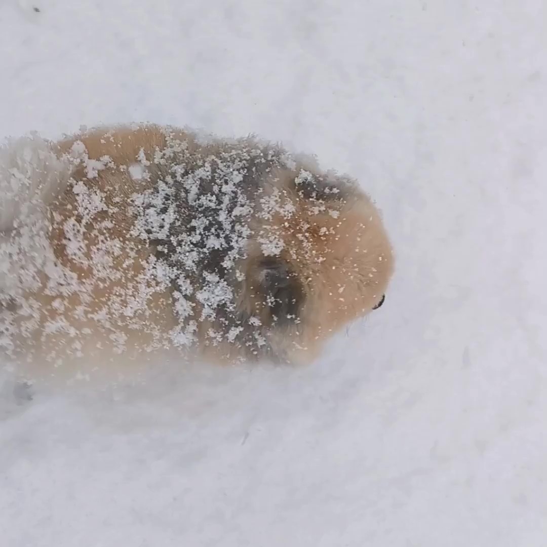 雪の上を歩くポメラニアンの「ボス」くん（ポメラニアン　ボスさんのXアカウント）