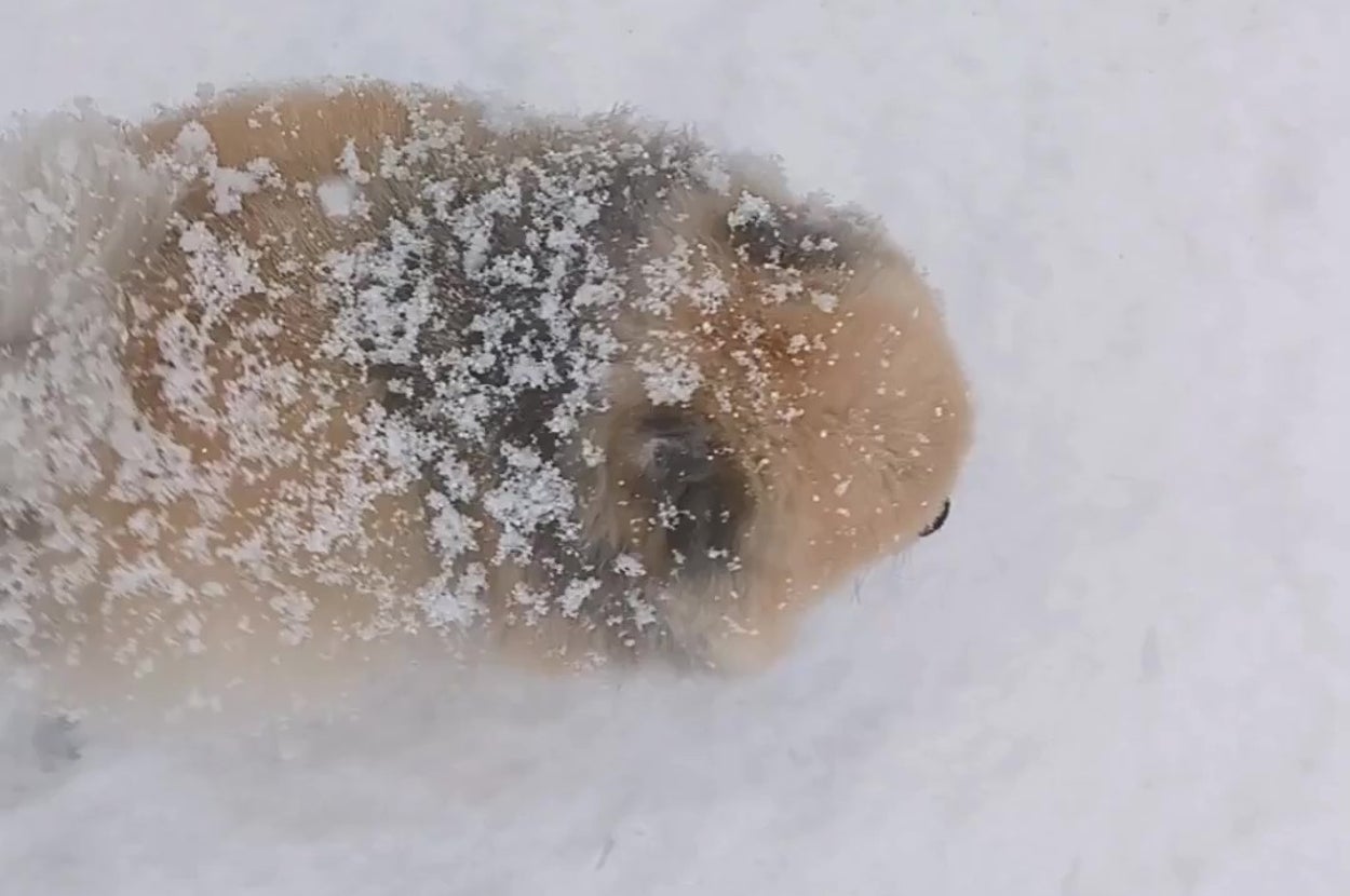 雪の上を歩くポメラニアンの「ボス」くん（ポメラニアン　ボスさんのXアカウント）