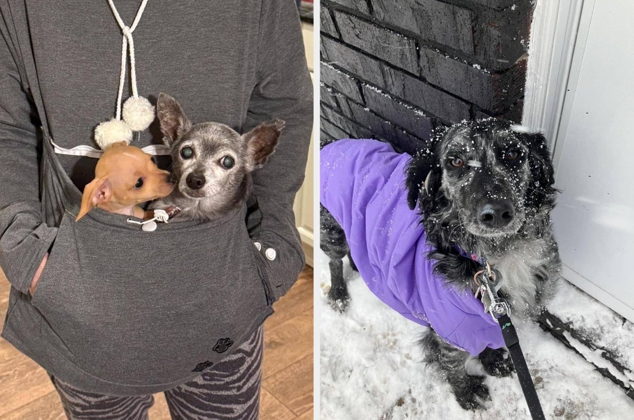 Person wearing a cozy outfit with two small dogs in a hoodie pocket; a medium-sized dog outside in a warm coat with snow on its face