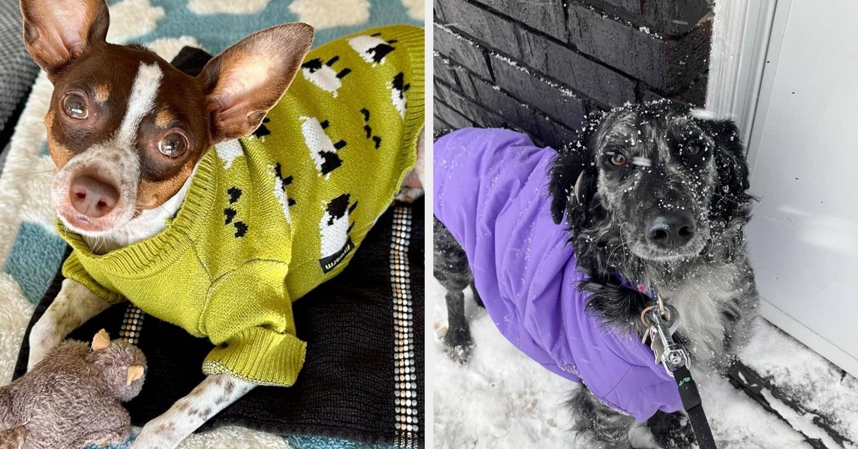 If You Have A Dog Who Hates Cold, Rainy, Or Windy Weather, You'll Want These 24 Things