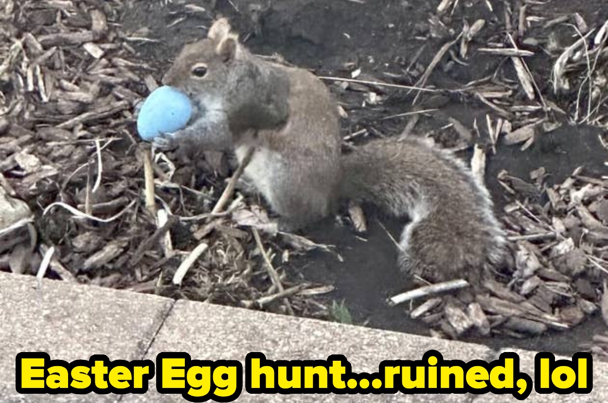 Squirrel holding a blue Easter egg, humorously captioned "Easter Egg hunt...ruined, lol" on dry ground with twigs