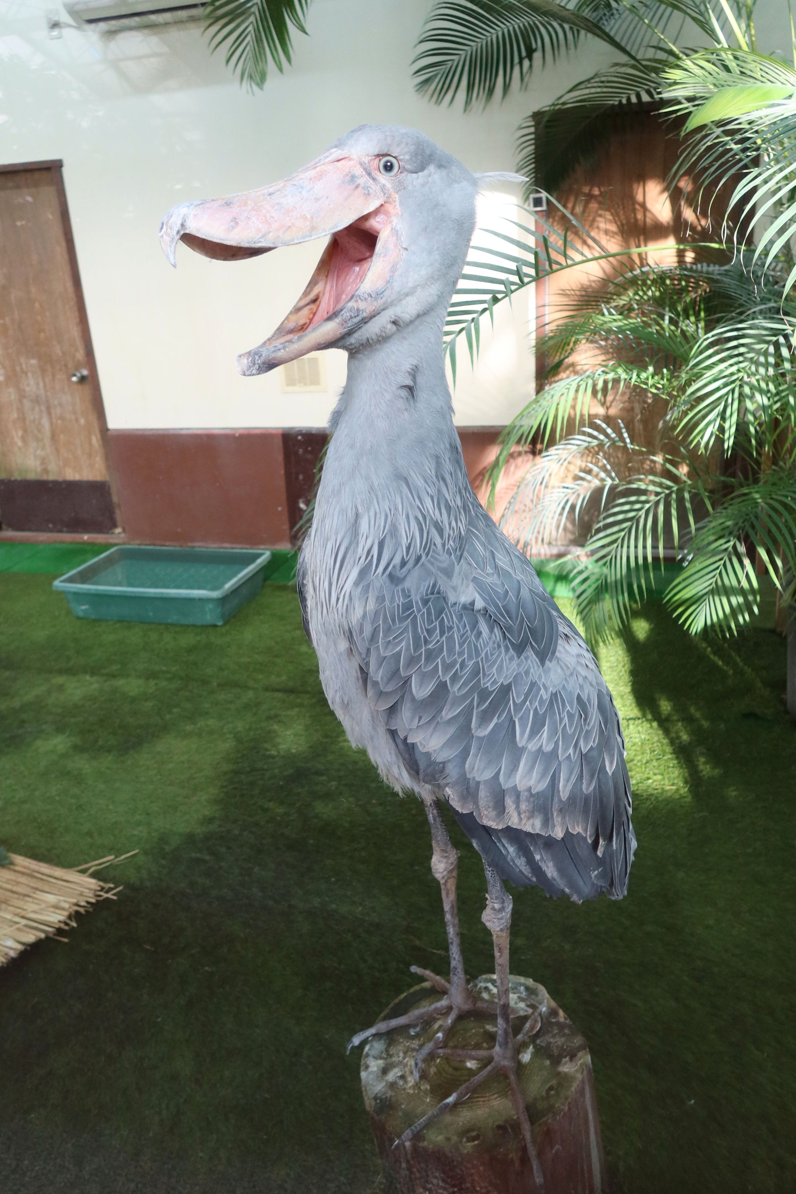 まるで彫像」ハシビロコウの後姿が美しいと話題「サモトラケのニケの